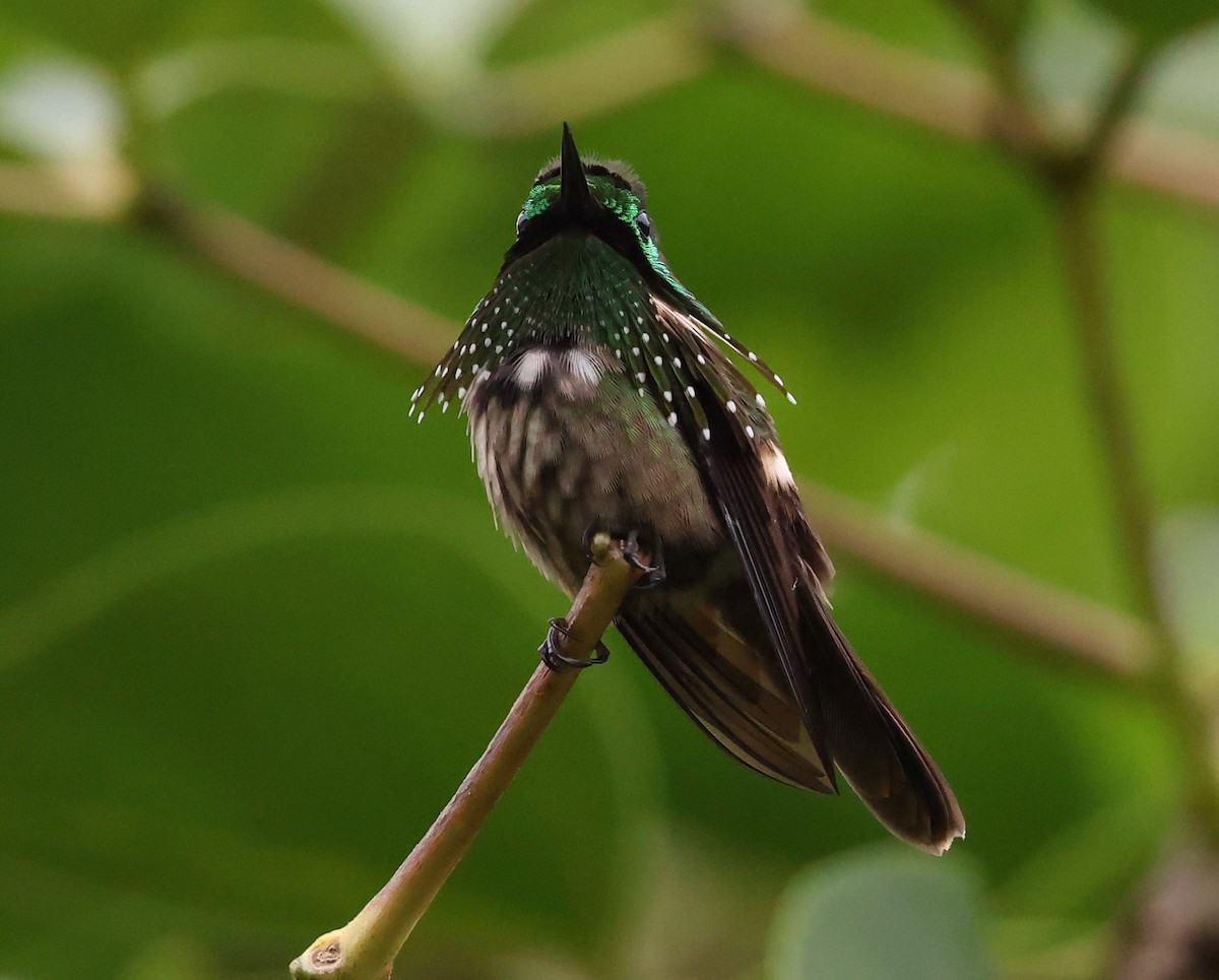 Festive Coquette - ML646317726