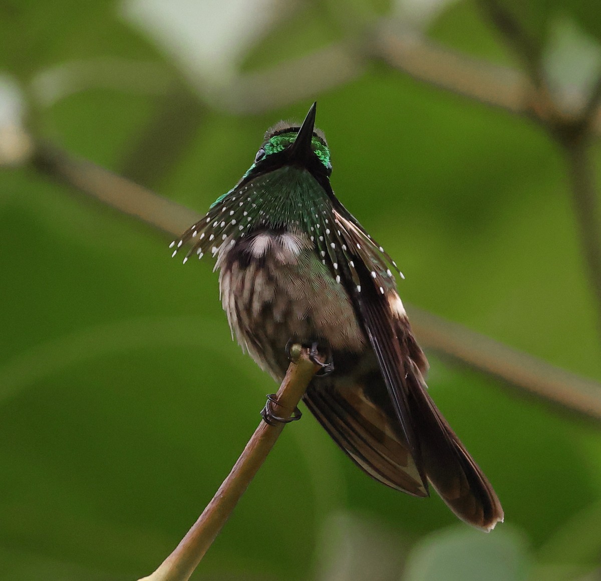 Festive Coquette - ML646317727