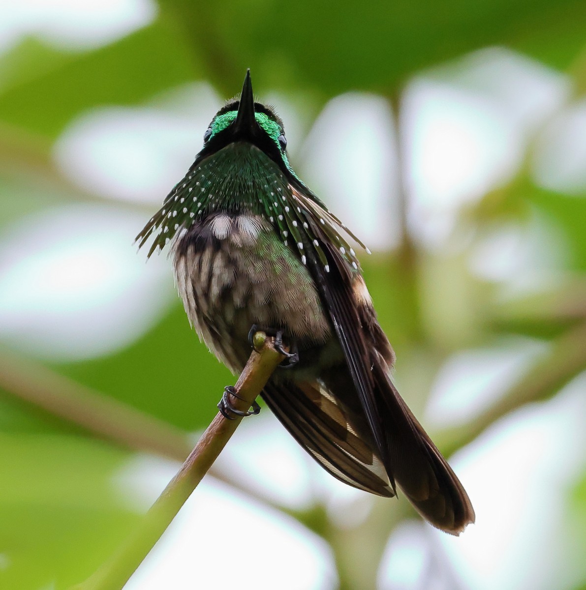 Festive Coquette - ML646317728