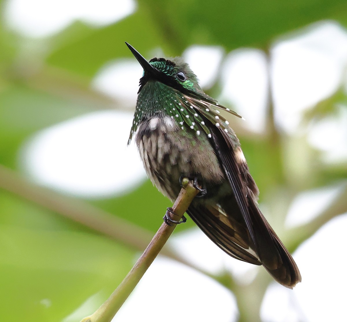 Festive Coquette - ML646317729