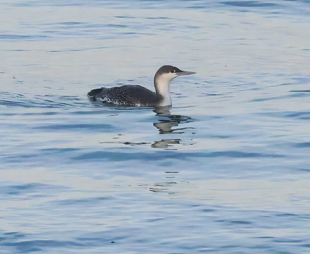 Plongeon catmarin - ML646317735