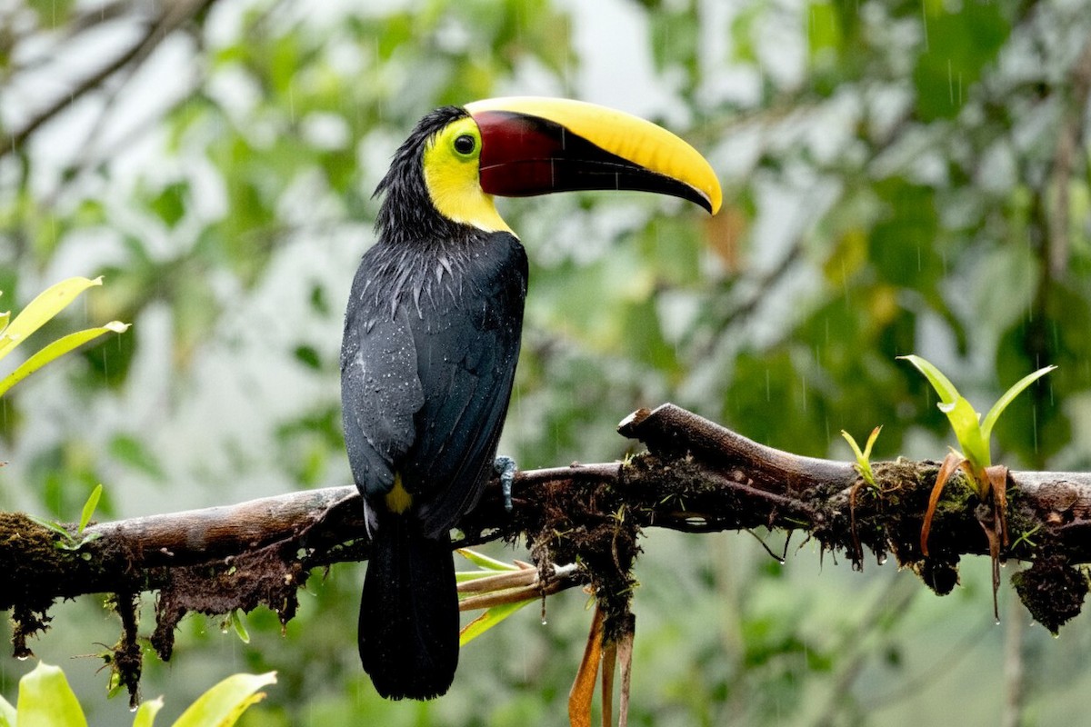 Yellow-throated Toucan - ML646317736