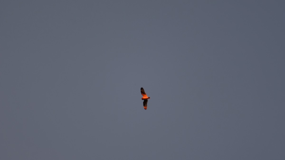 Short-eared Owl - ML646317738