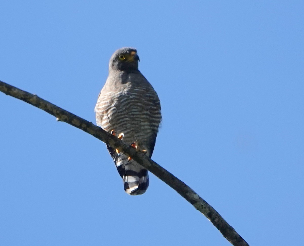 Roadside Hawk - ML646317740