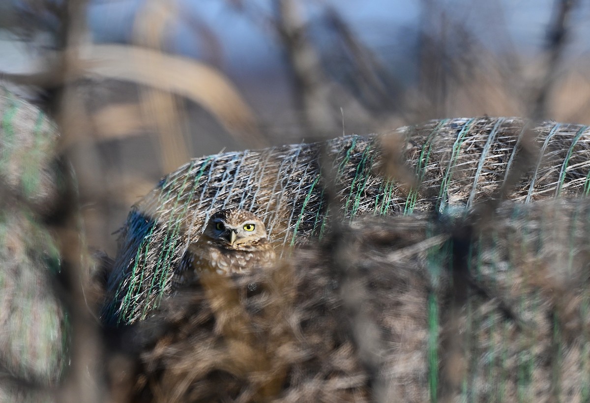 Burrowing Owl - ML646317743