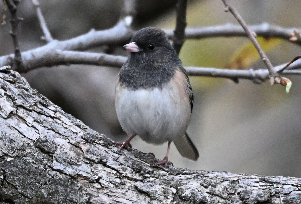 Dark-eyed Junco - ML646317744