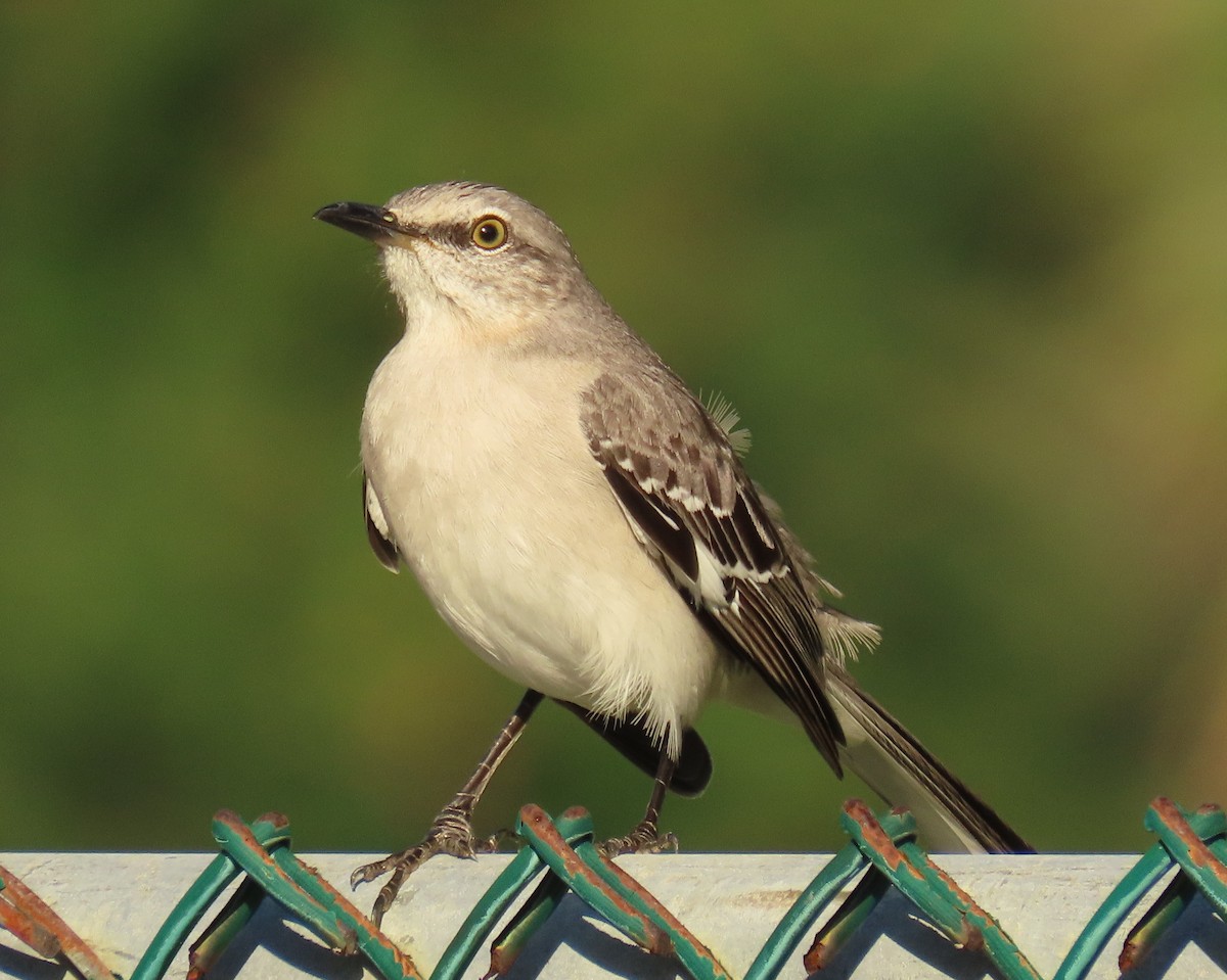 Sinsonte Norteño - ML646317749