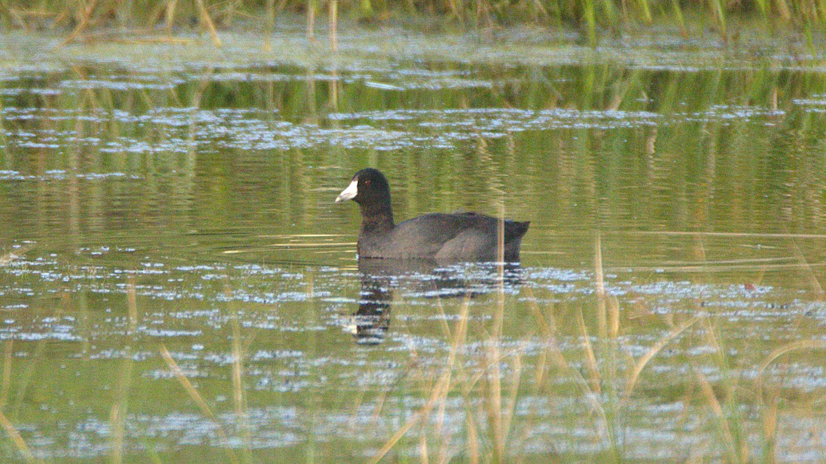 Лиска американська - ML646317755