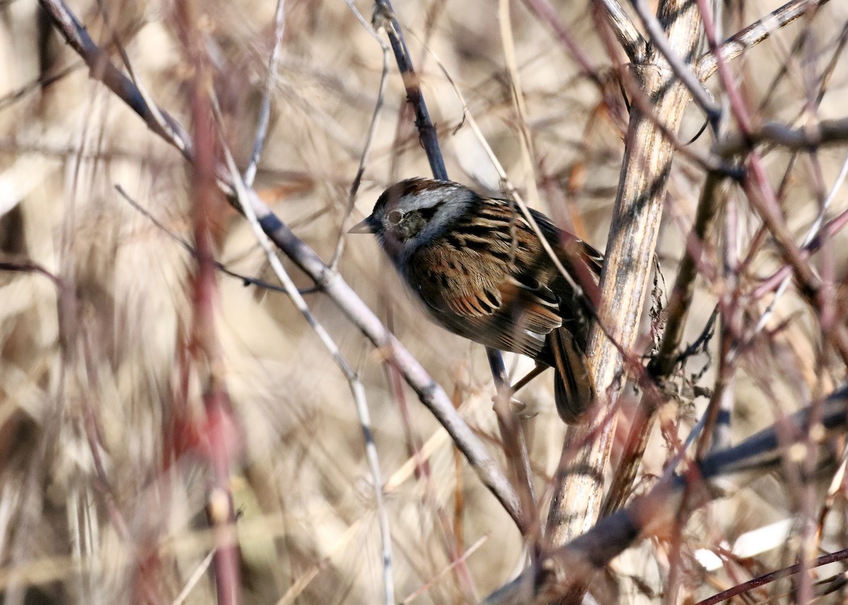 Swamp Sparrow - ML646317757