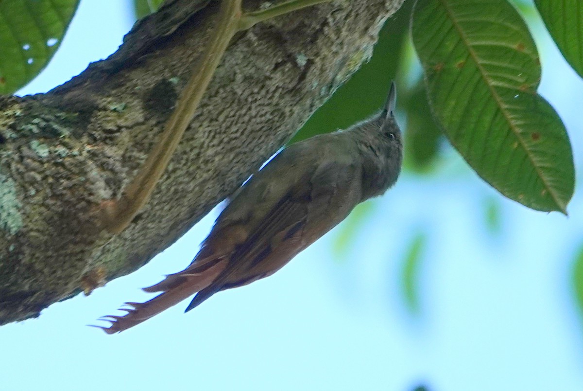 Olivaceous Woodcreeper - ML646317765