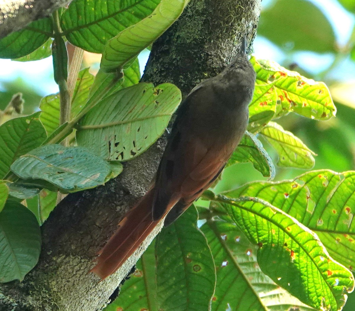 Olivaceous Woodcreeper - ML646317766