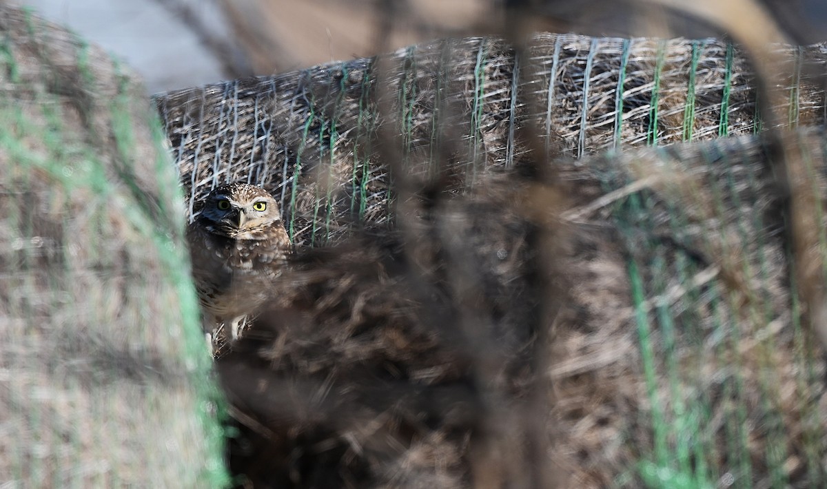 Burrowing Owl - ML646317778