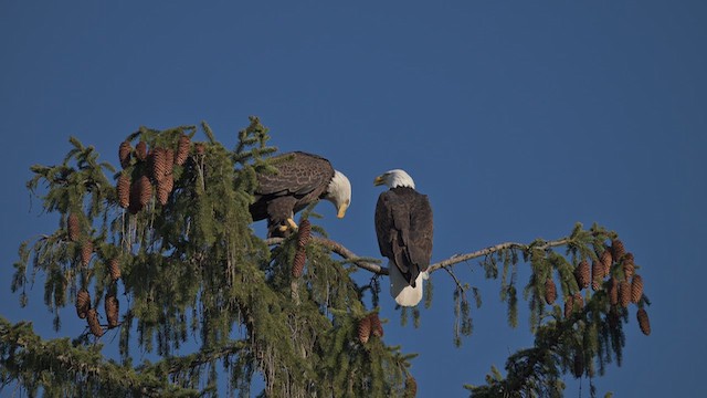 Bald Eagle - ML646317784