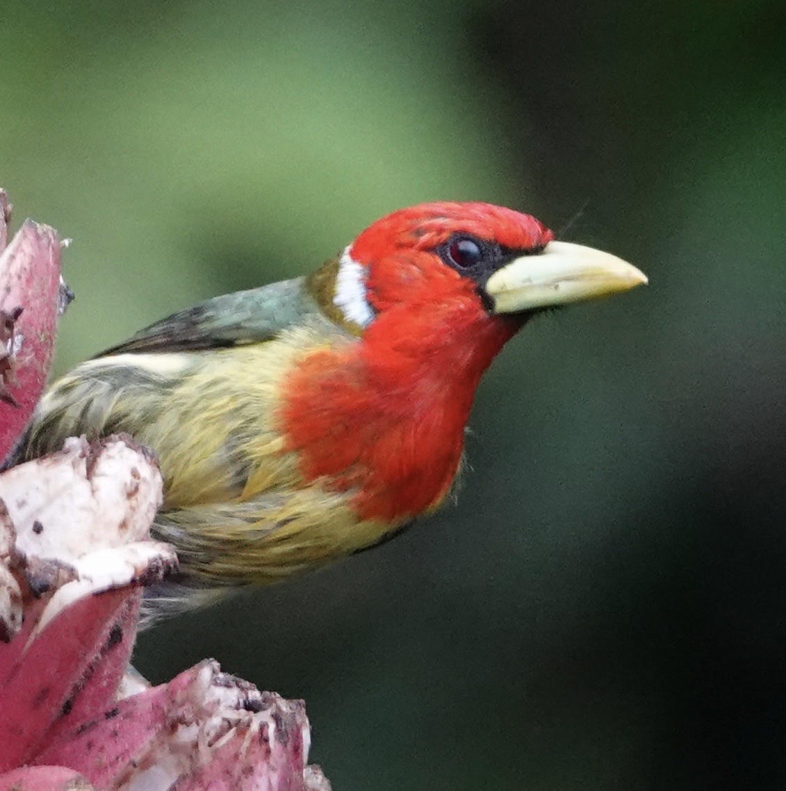 Евбуко андський - ML646317787