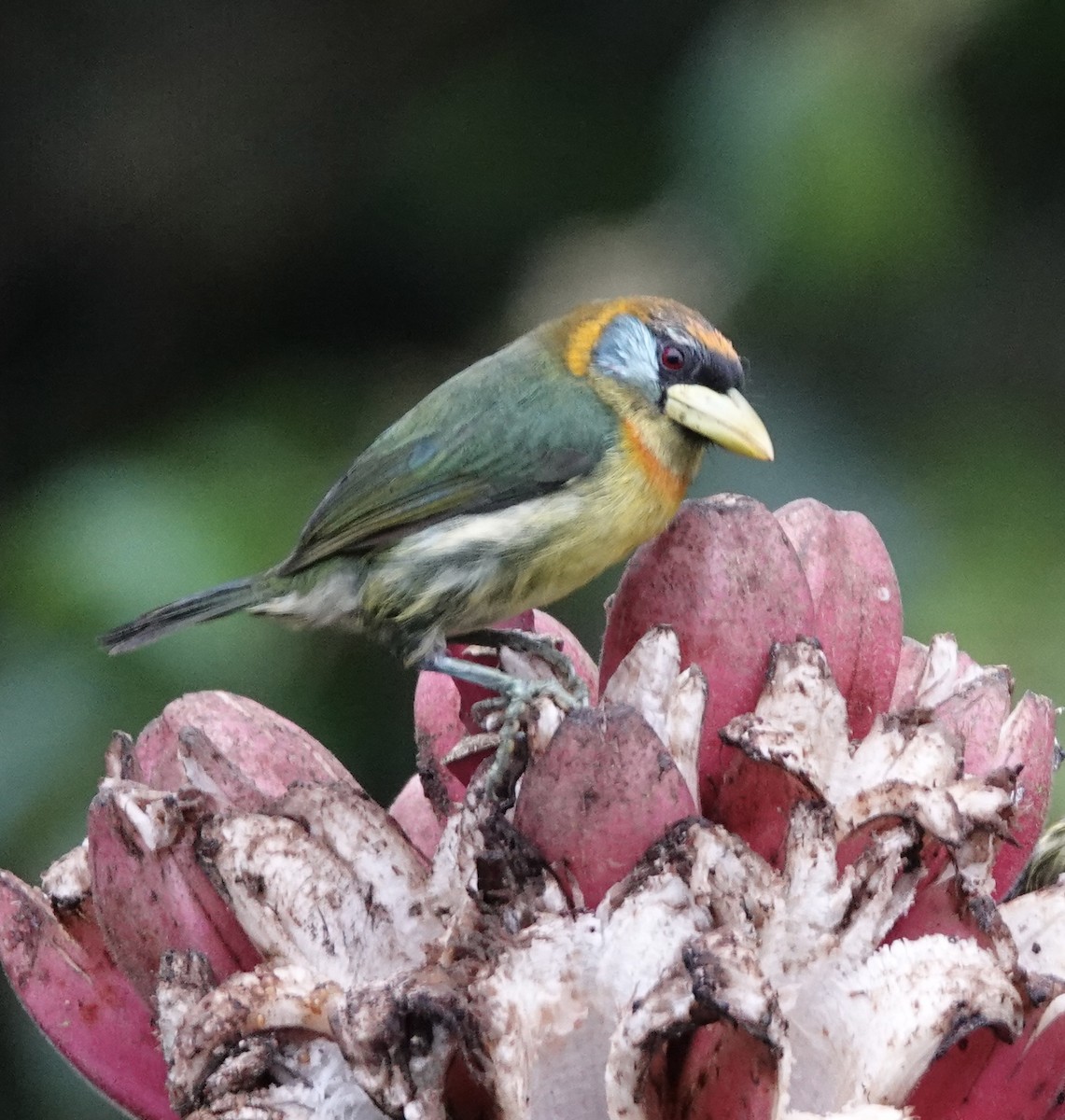 Red-headed Barbet - ML646317788