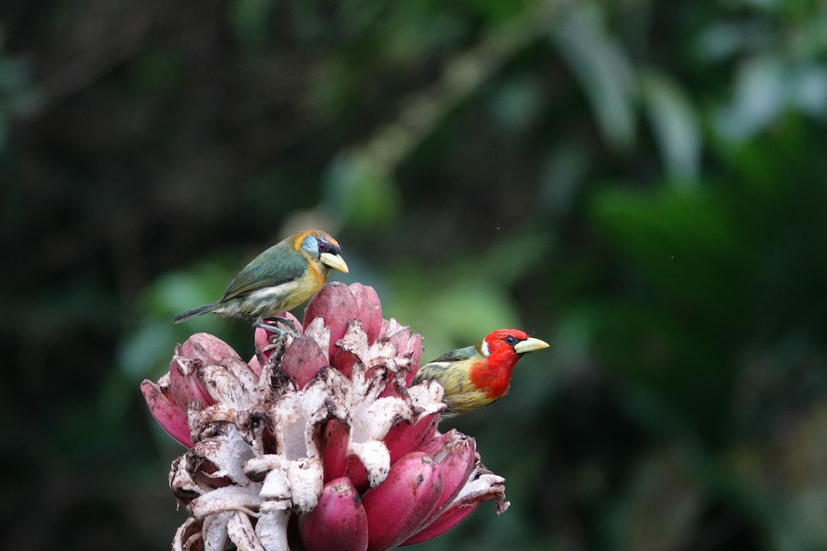 Red-headed Barbet - ML646317789