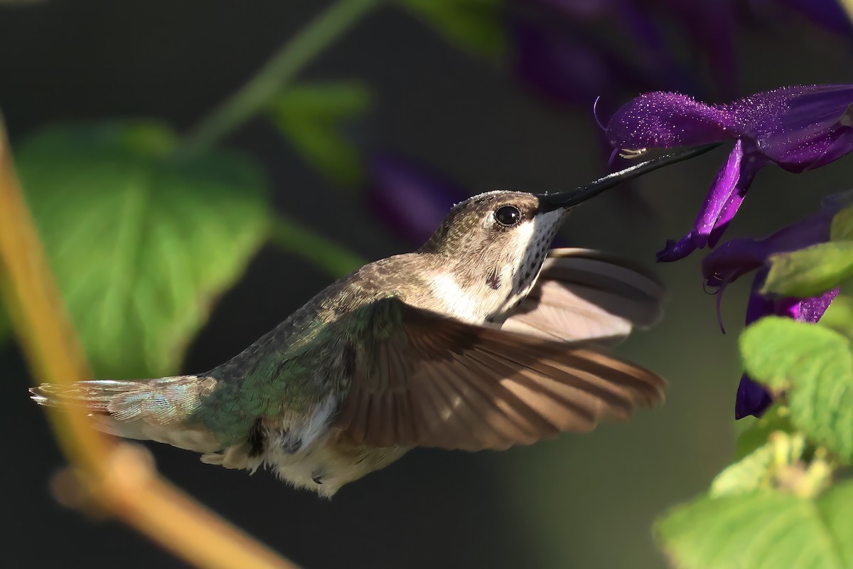 Black-chinned Hummingbird - ML646317793