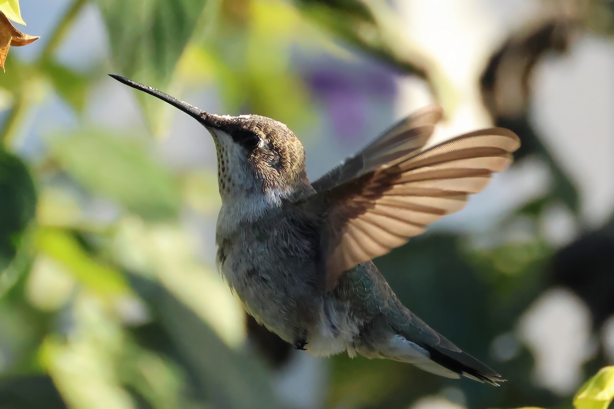 Black-chinned Hummingbird - ML646317794