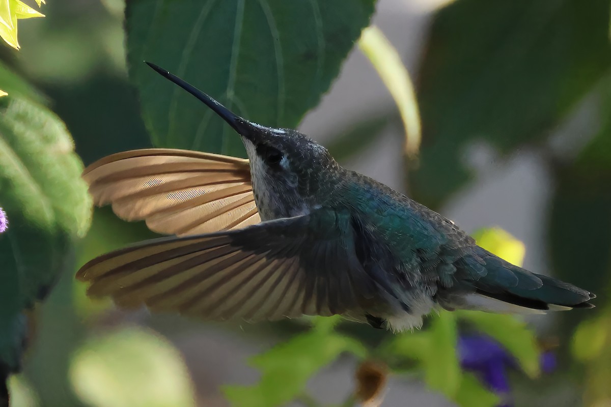 Black-chinned Hummingbird - ML646317795