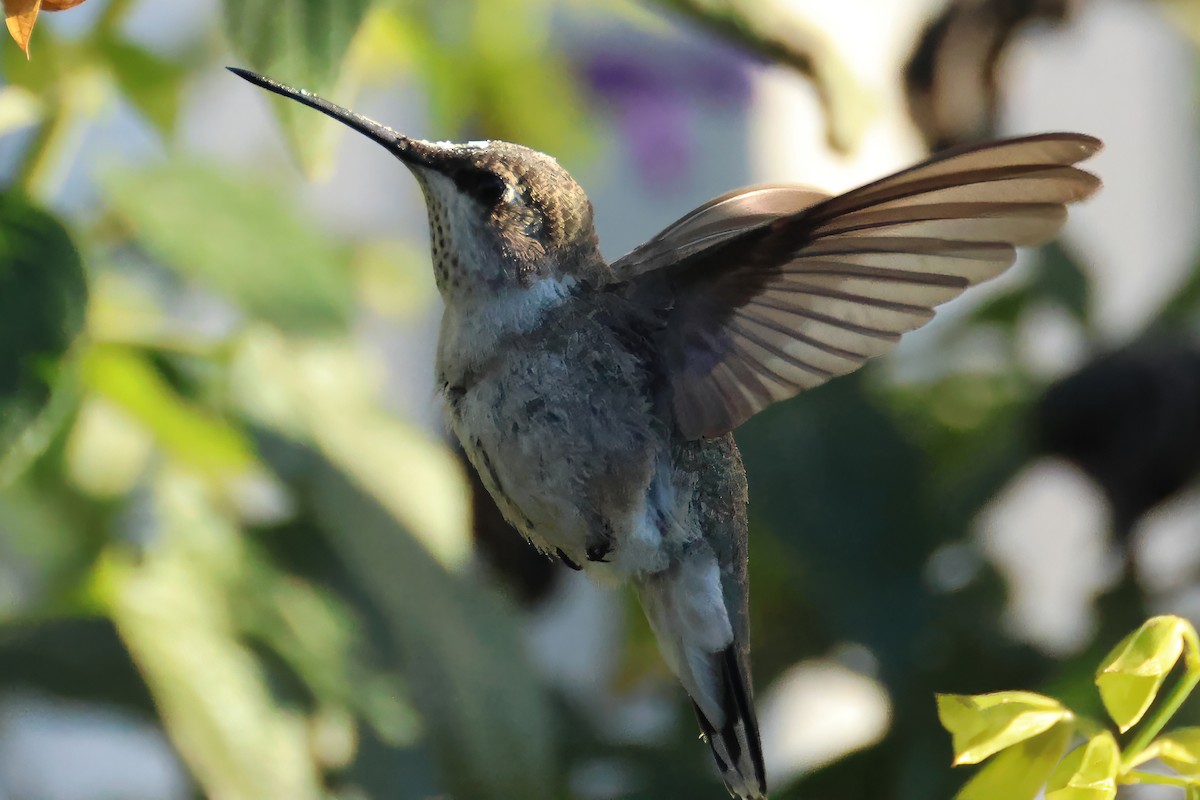 Black-chinned Hummingbird - ML646317796