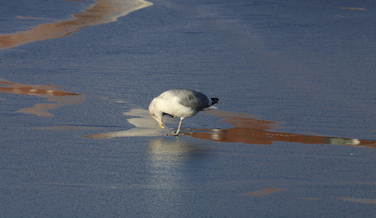 American Herring Gull - ML646317798