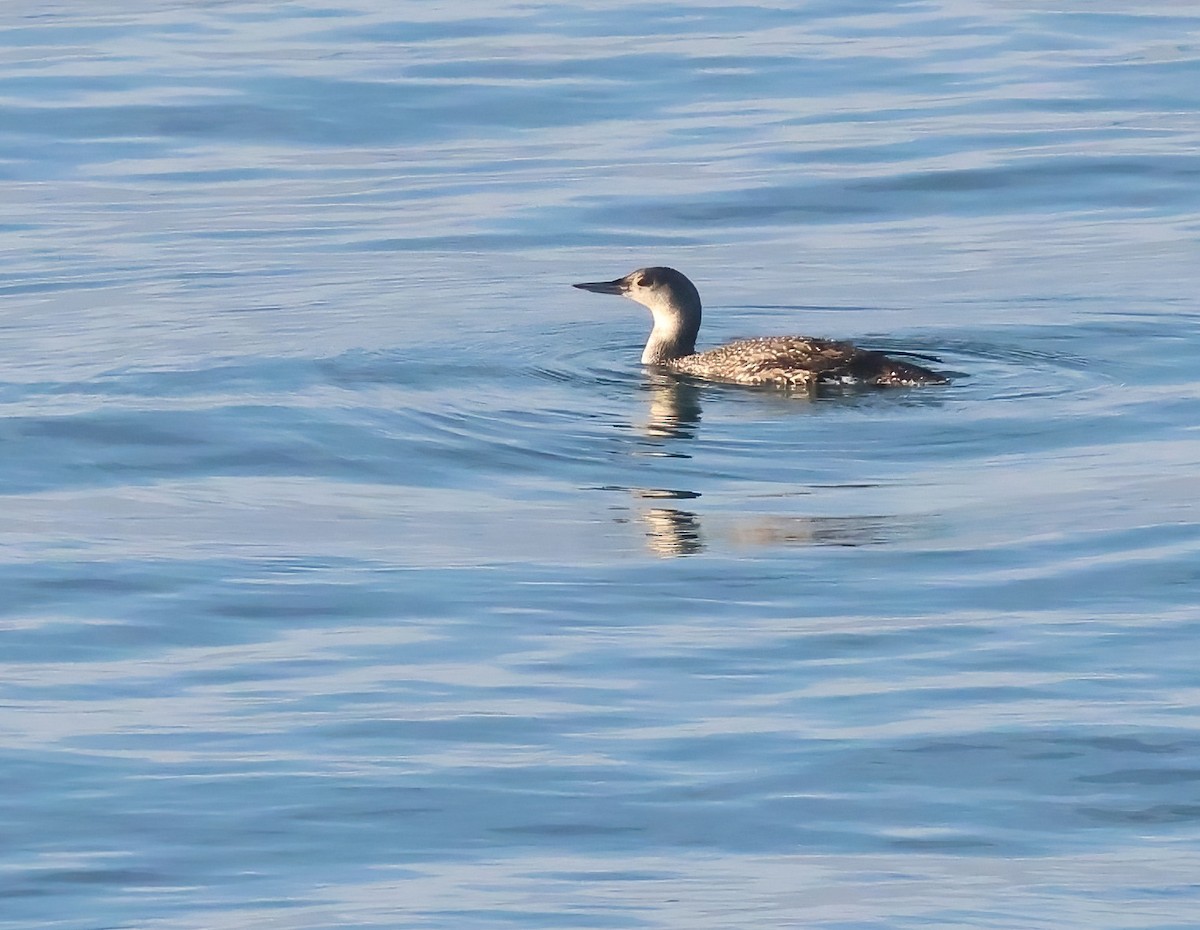 Plongeon catmarin - ML646317802