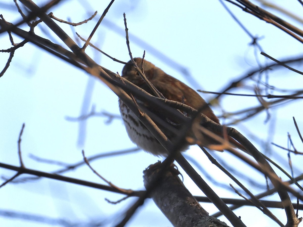 strnadec kaštanový (ssp. iliaca/zaboria) - ML646317806