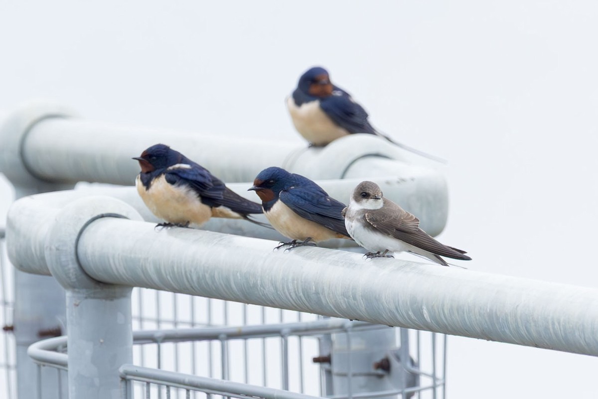 Bank Swallow - ML646317809