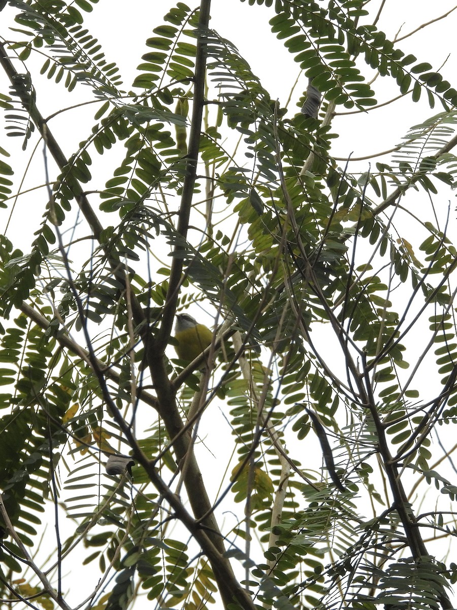 Bananaquit - ML646317813