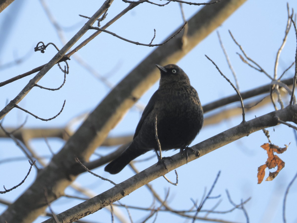 Rusty Blackbird - ML646317814