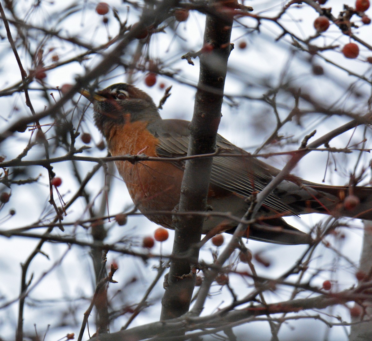 Göçmen Ardıç - ML646317820
