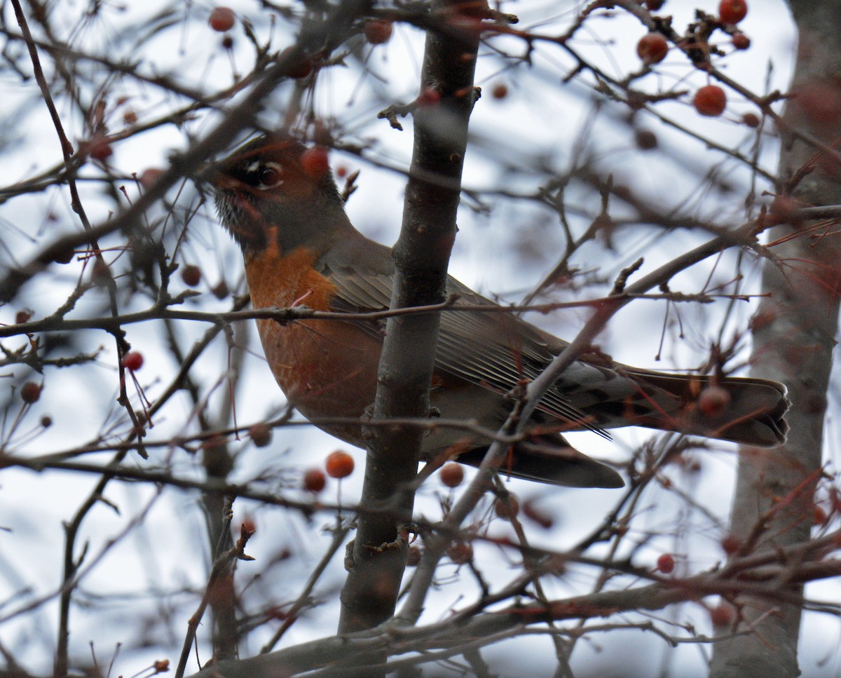 Göçmen Ardıç - ML646317821