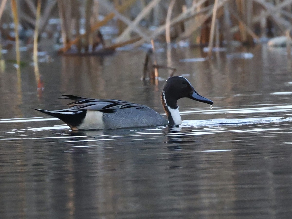 ostralka štíhlá - ML646317827