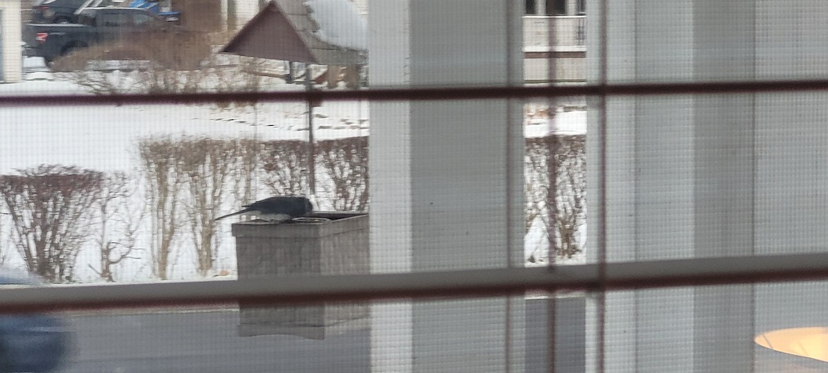 Dark-eyed Junco - ML646317828