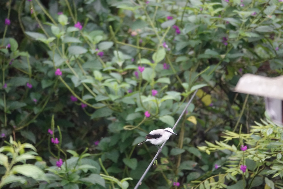 Masked Water-Tyrant - ML646317829