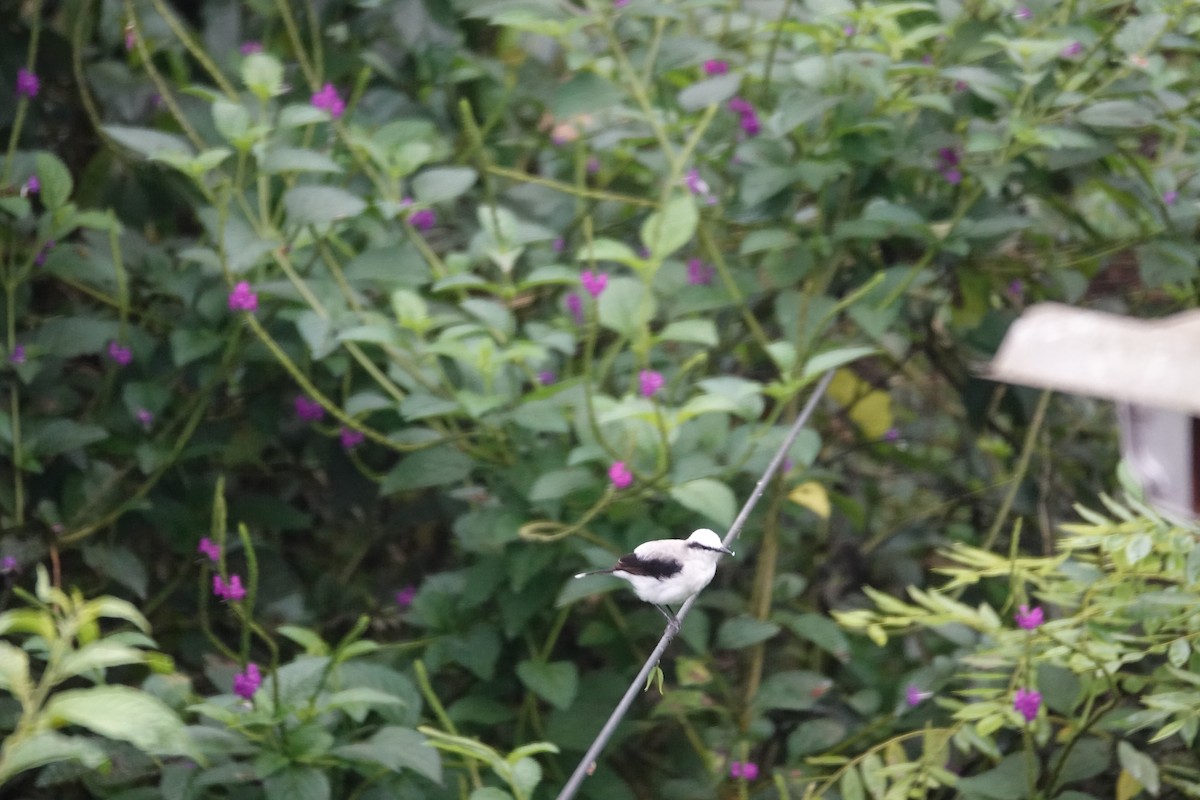 Masked Water-Tyrant - ML646317830