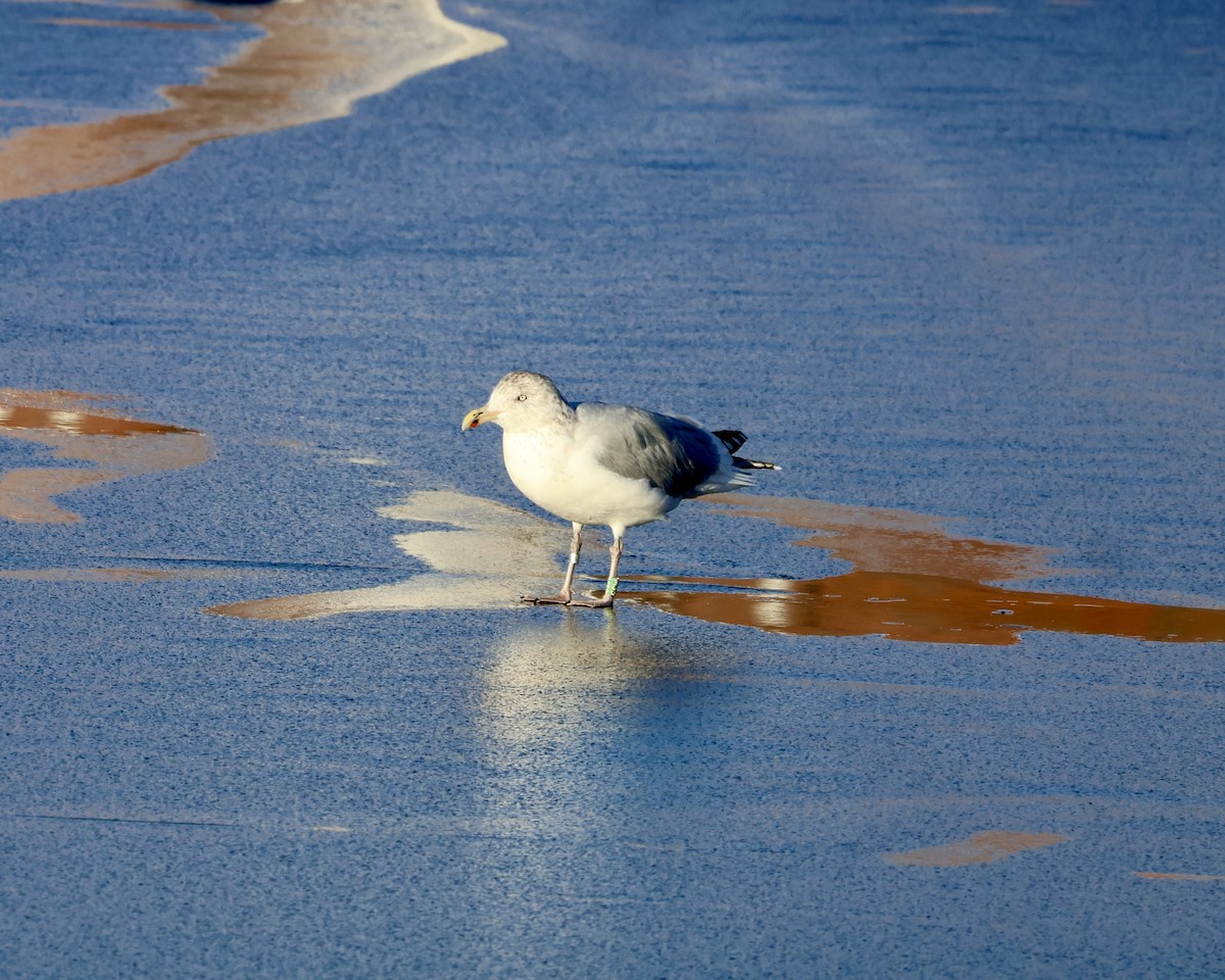 American Herring Gull - ML646317831