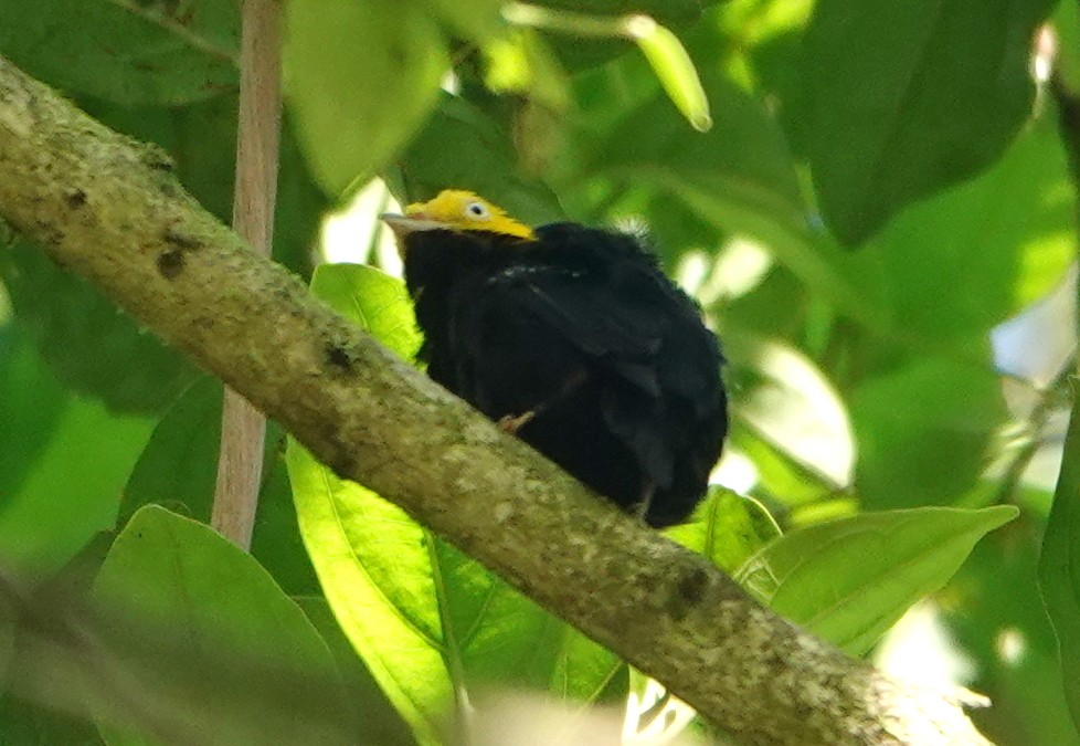 Golden-headed Manakin - ML646317832