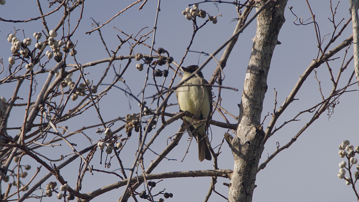 Mosquero Fibí - ML646317834