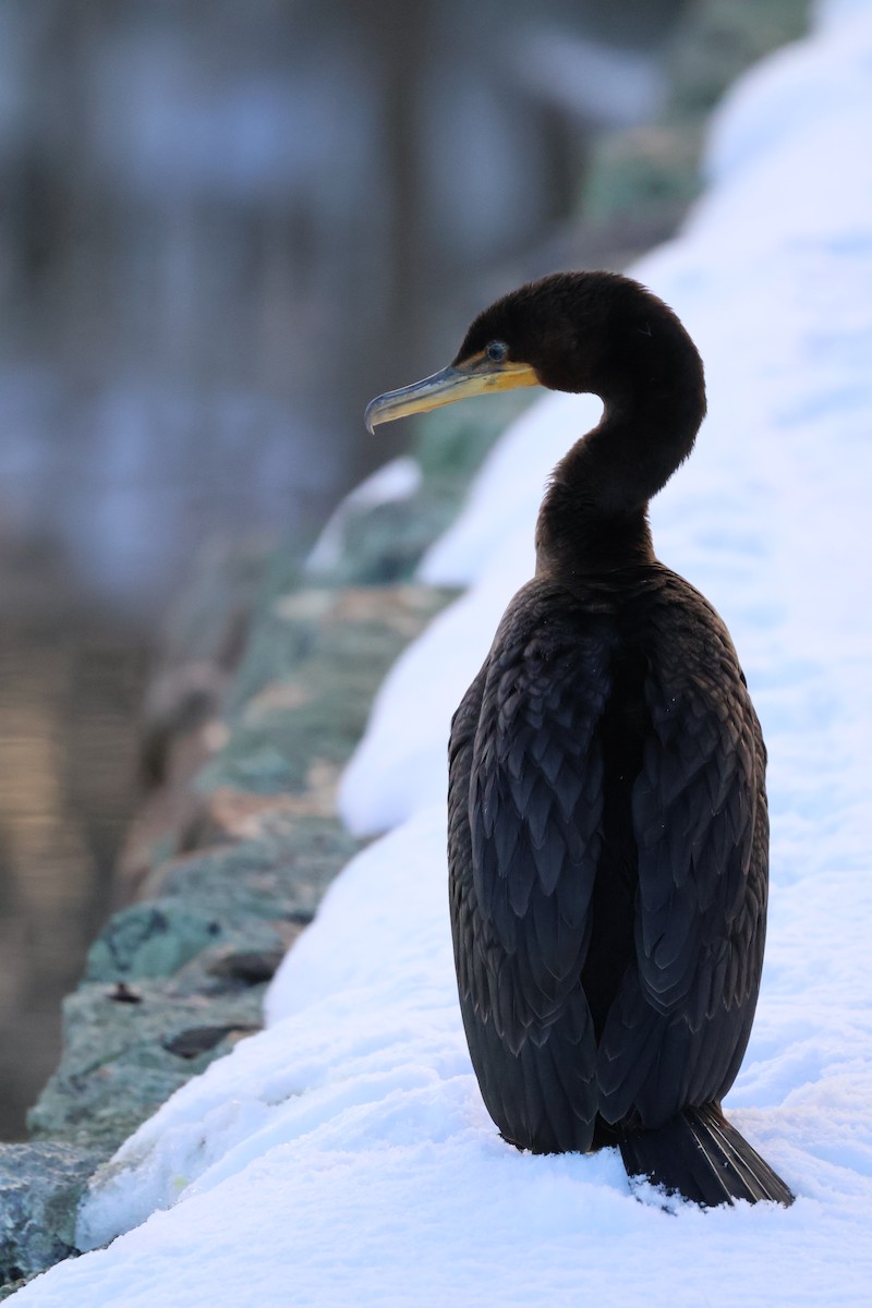 Double-crested Cormorant - ML646317835