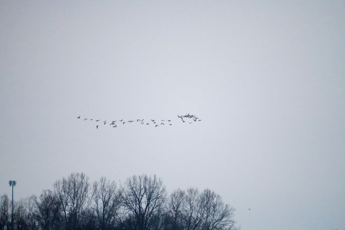 Snow Goose - ML646317841