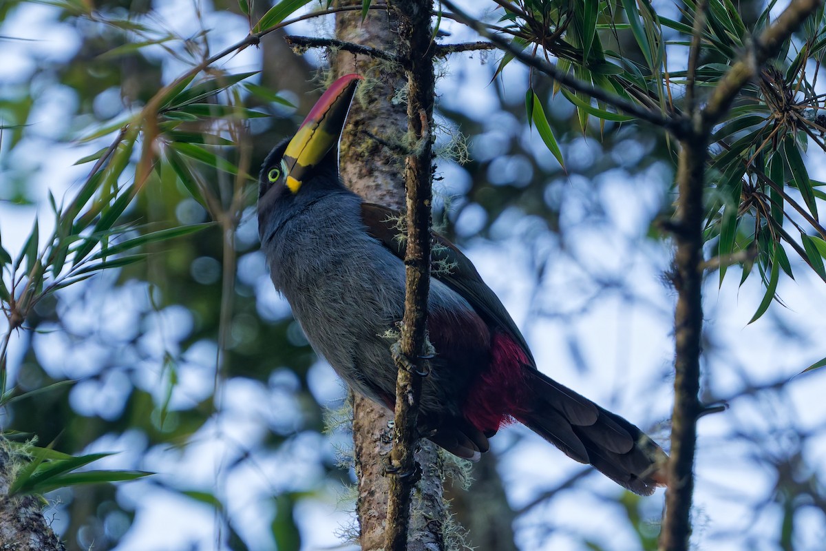 Gray-breasted Mountain-Toucan - ML646317842