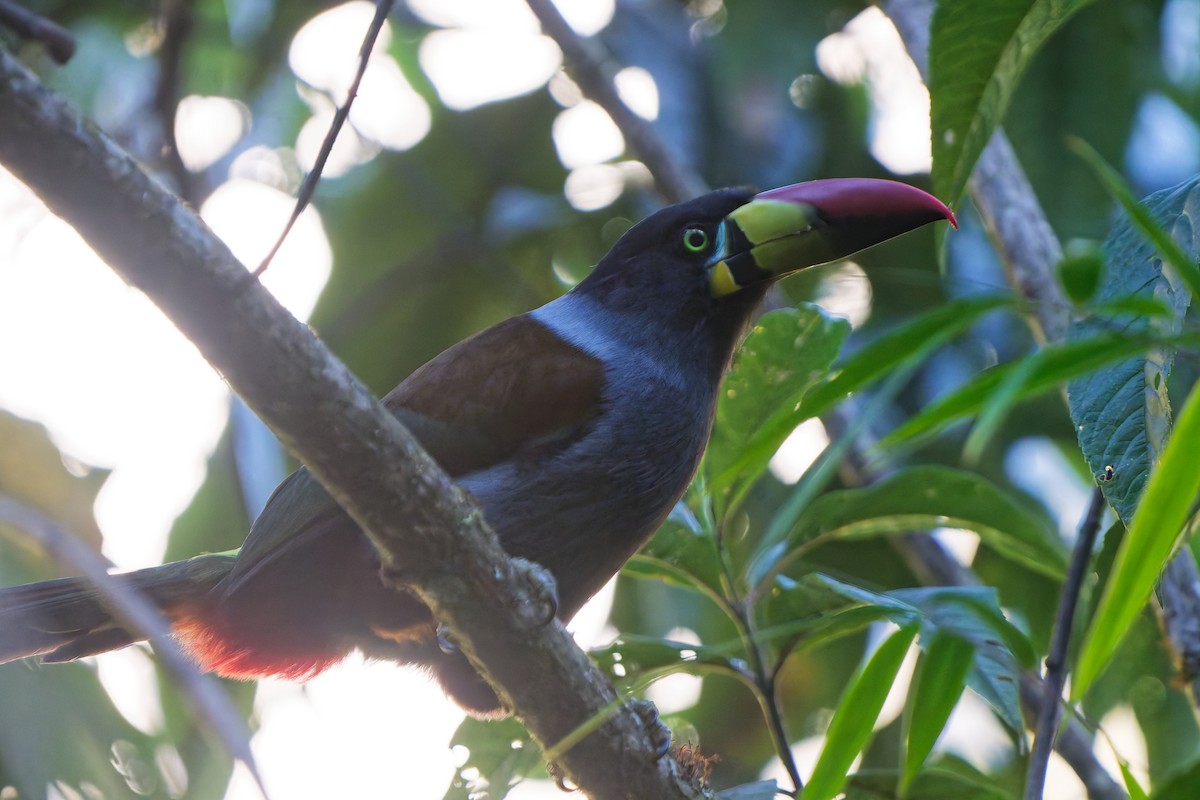 Gray-breasted Mountain-Toucan - ML646317843
