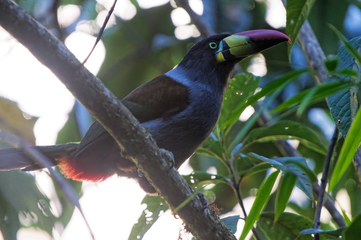 Gray-breasted Mountain-Toucan - ML646317844
