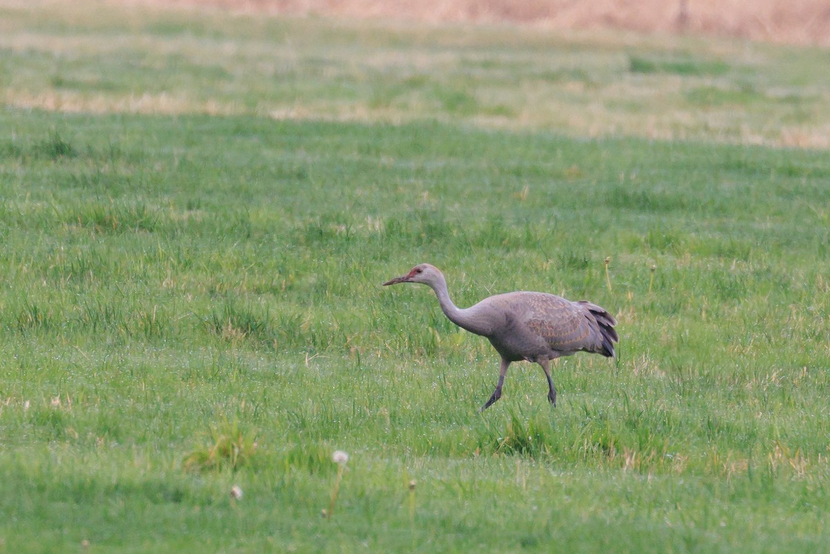 Sandhill Crane - ML646317846