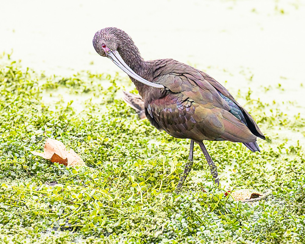 ibis americký - ML646317847