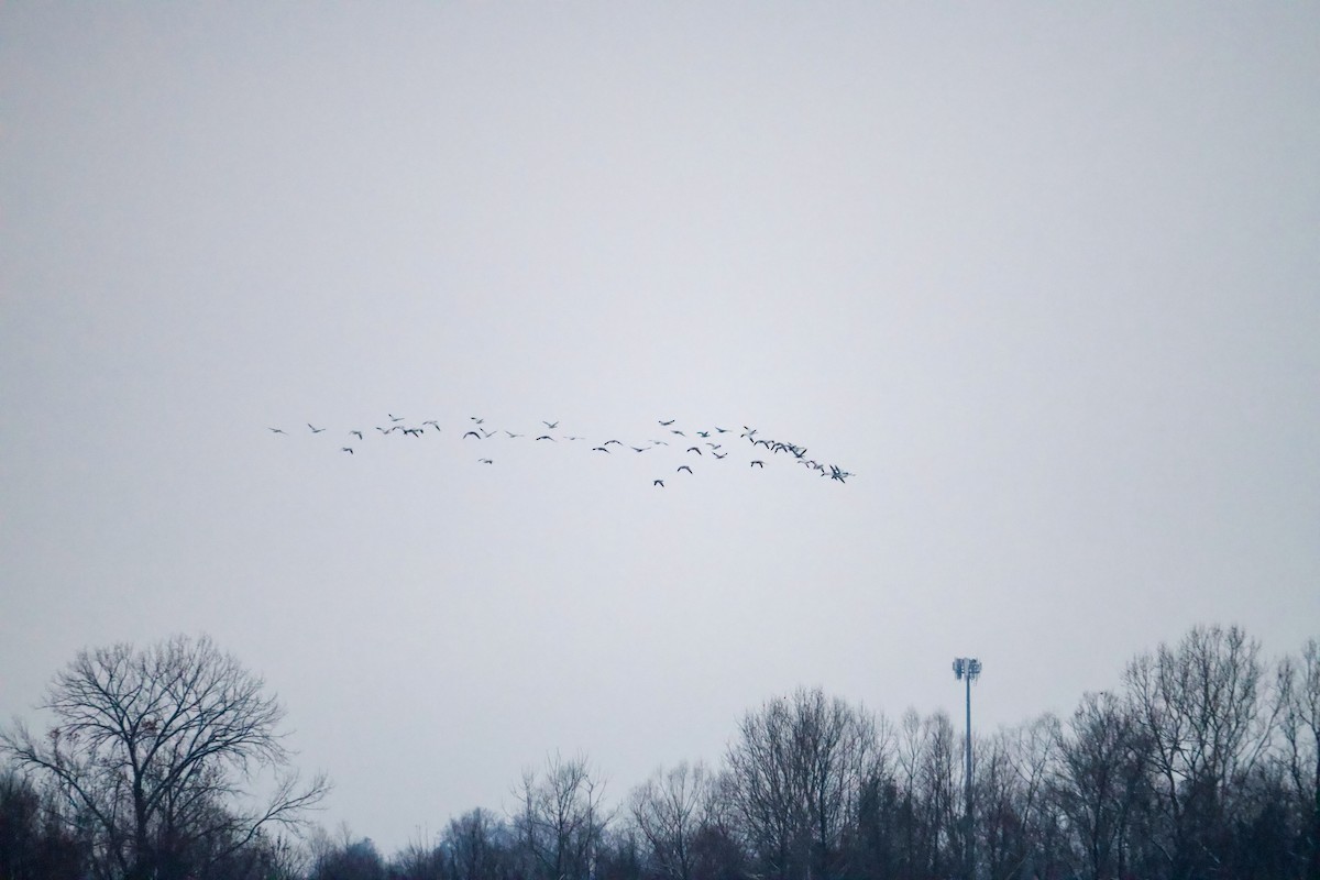 Snow Goose - ML646317848