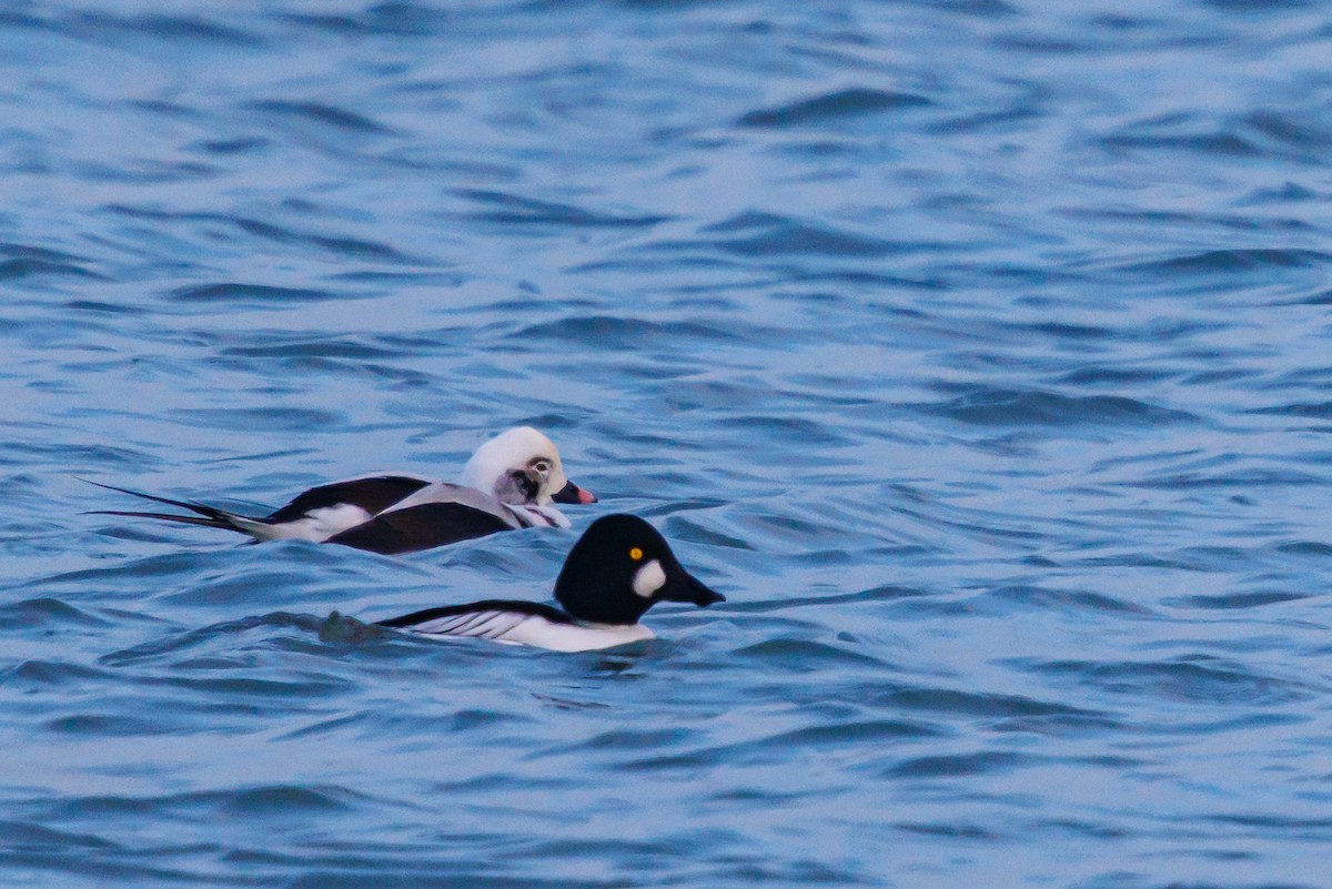 havelle - ML646317850