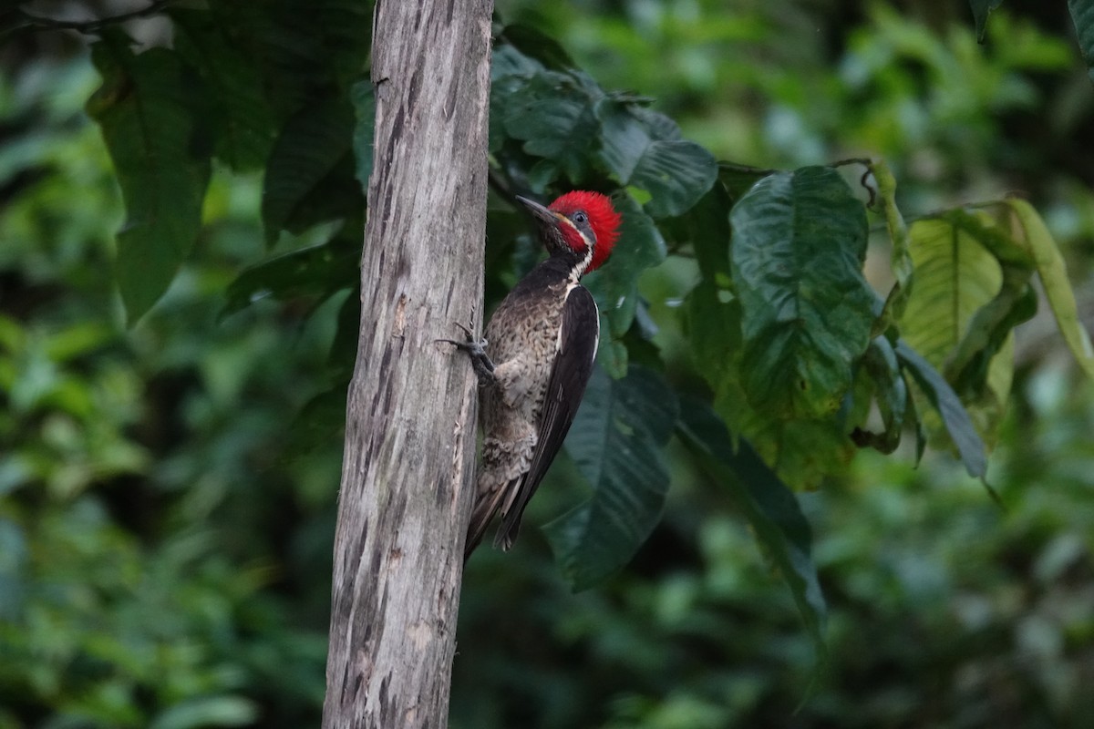 Lineated Woodpecker - ML646317852