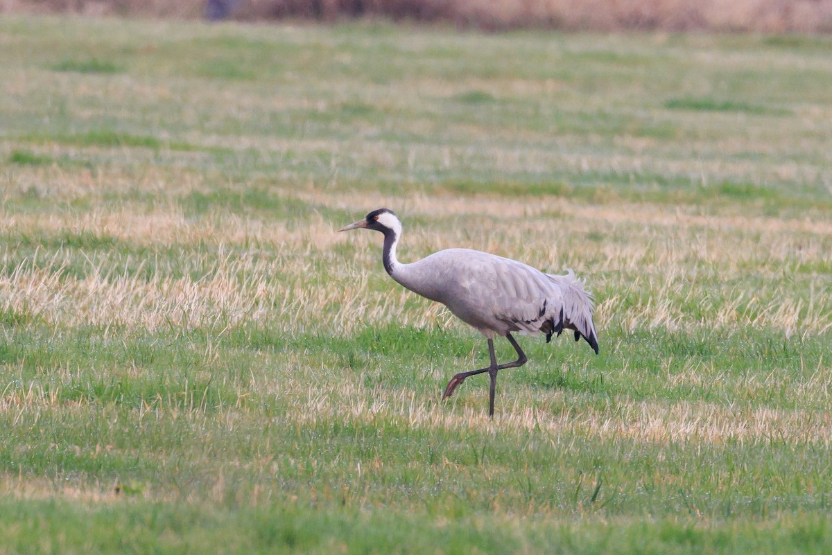 Common Crane - ML646317853